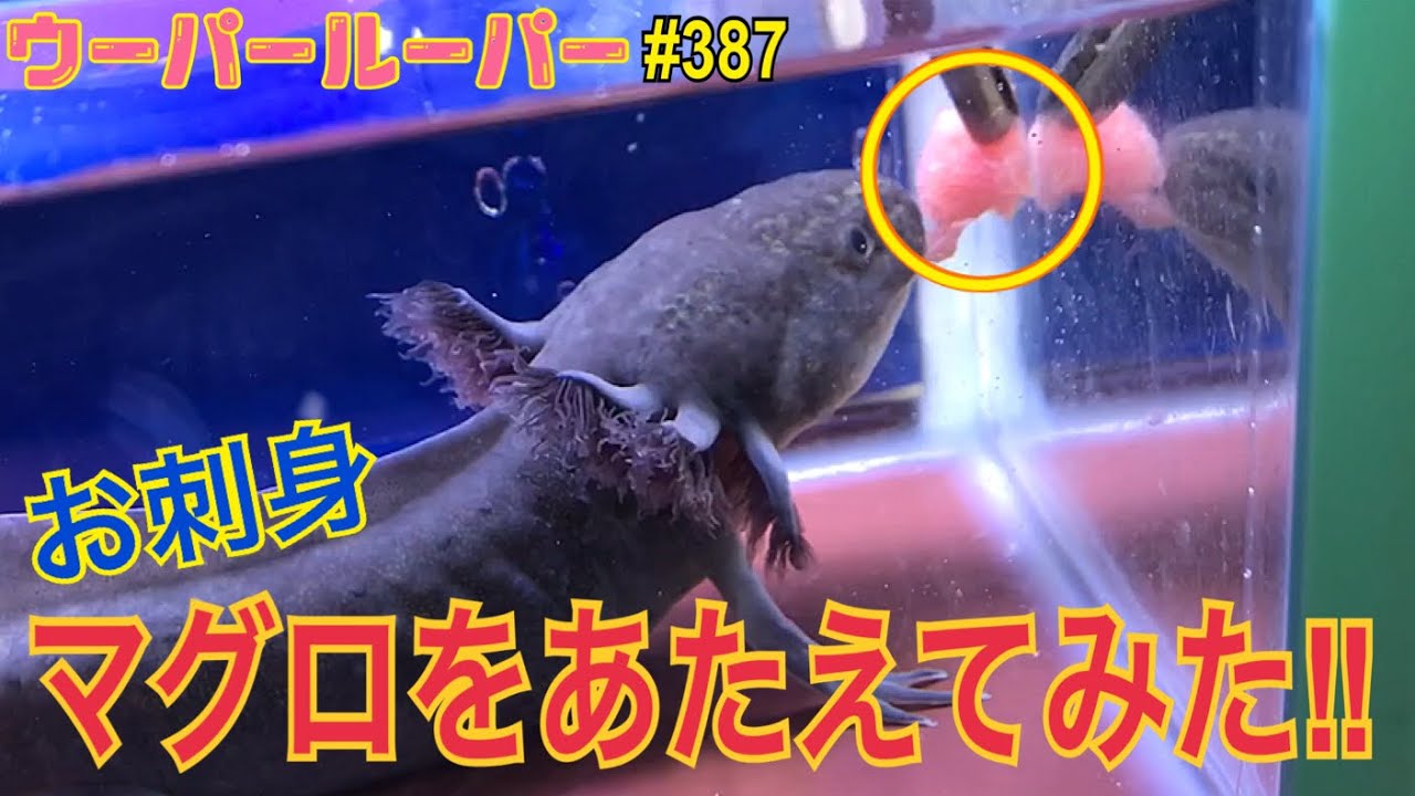 ウーパールーパー 飼育387 ブラックにマグロをあたえてみた Youtube