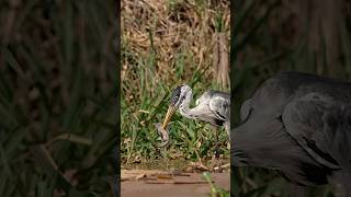 Two Sides To Every Story, Cocoi Heron Vs The Fish.