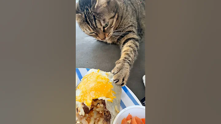 Video 10075671: funnycats pets catlover cats, cats pets catlover funny, cat steals food