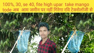 100% mango plant se kaise tode video, mango na kate na fate na jameen per gire kaise tode video ,