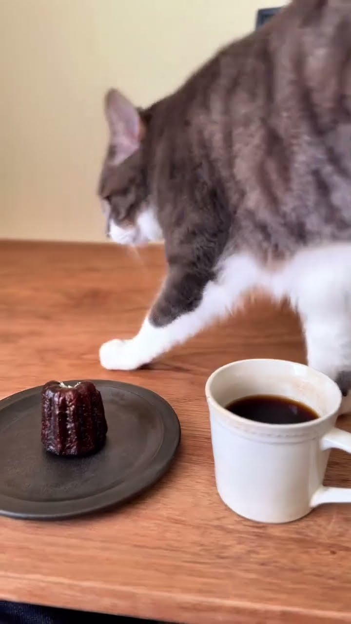 Très drôle le chat ? ? ? ? ? ? ? ?