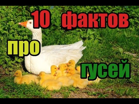 🔥🔥🔥Ты не поверишь!! 10 фактов  про гусей🦢🔥🔥🔥!! Такого ты точно не знал!