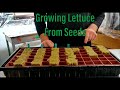 Growing Lettuce From Seeds in Rockwool Cubes