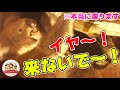 メスのコアラはオスの誘いを断る時『イヤ~!来ないで~!』と叫ぶ!【どうぶつ奇想天外/WAKUWAKU】