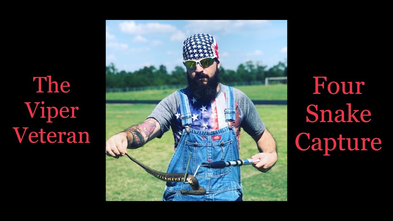 water moccasin vs cottonmouth Watch The Viper Veteran Catch Four Snakes Including A Venomous Cottonmouth And Copperhead