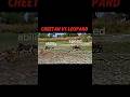 cheetah vs leopard v2 #trending