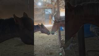 СУРОВЫЕ ДЕТИ СТЕПИ, STEPPE #horse #automobile #cow #лошади #тикток #rancho