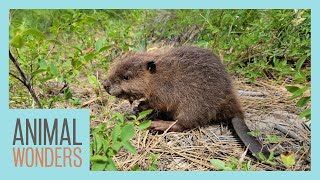 Baby Beaver Rescue & Recovery