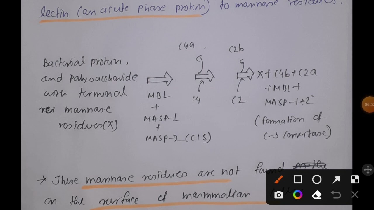 Lectin Pathway of Complement system 