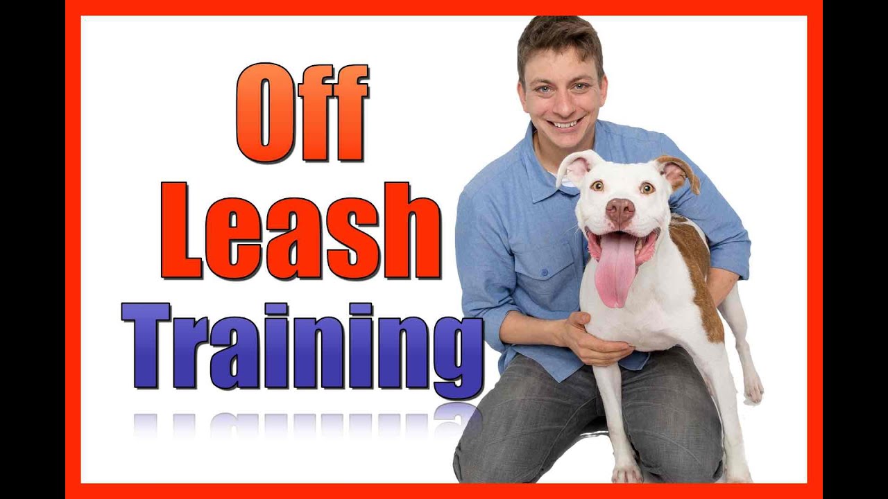 off leash puppy training