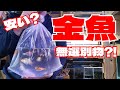 【金魚水槽】金魚が届きました。　金魚飼育歴30年　元気の良い国産金魚紹介　金魚来た　金魚水槽 　金魚飼育　金魚水槽　金魚の飼い方　安い金魚　無選別金魚