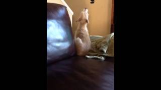 Spongebob Dog Sing-A-Long