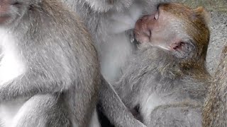 Maymunlar Pire Arar Ve I Besler