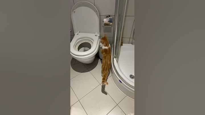 Kediye Tuvalet Eğitimi Vermek