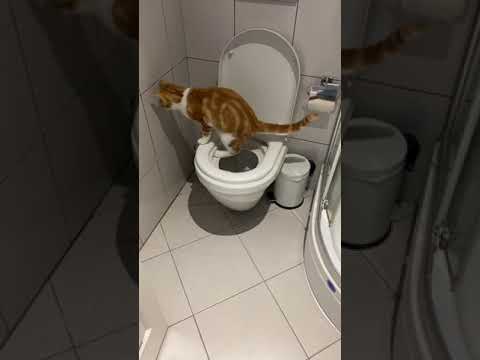 Video: Feline Health: Yoksayılmamanız Gereken Belirtiler