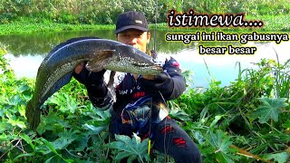 Istimewa..!Mancing disungai ini ikan gabusnya besar semua | casting gabus screenshot 4