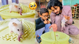 Hamster Apne Bache Kha Gai🥺 Hamsters Eat Own Babies😭 Sare Baby Hamsters Kha Liye💔