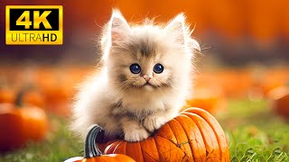 Baby Animals Halloween With Relaxing Music 🦇 🎃(Colorfully Dynamic)