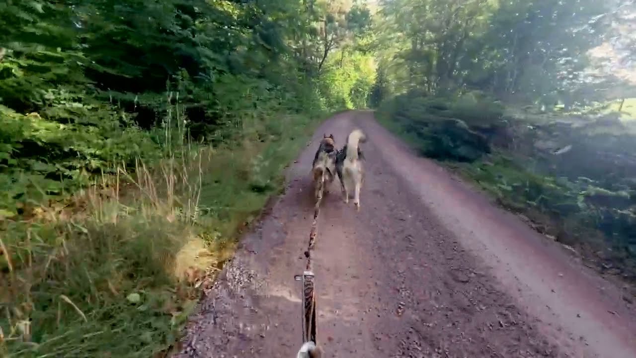 Alaskan Malamutes bikejoring