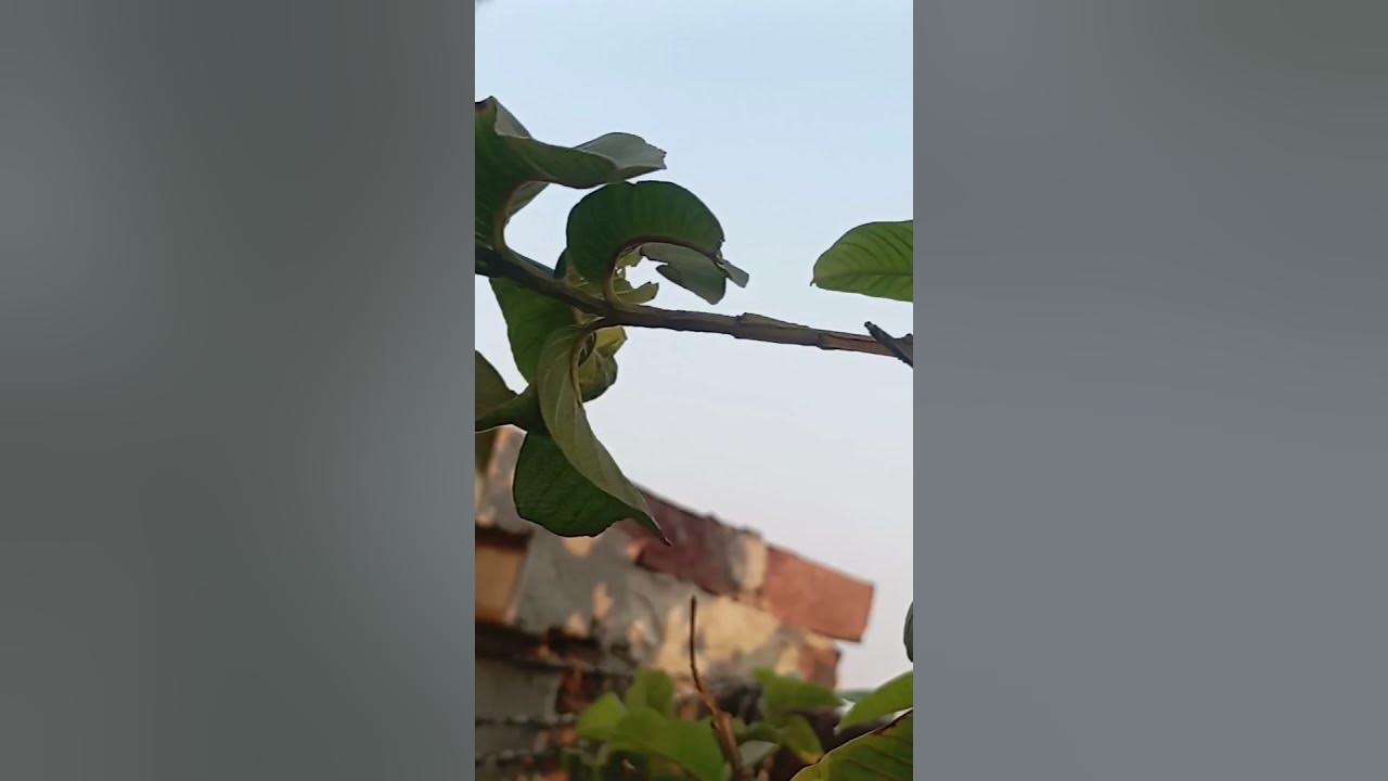 gardening-is-my-hobby-youtube