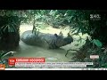 Ванна для носорога: на острові Ява зафільмували водні процедури рідкісної тварини