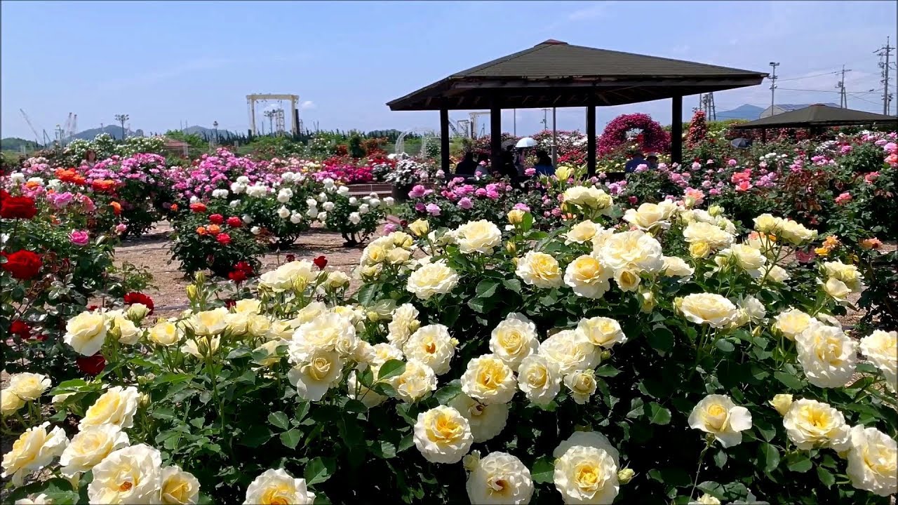 2019/05/16　よしうみバラ公園の花だより　Ⅱ　～愛媛県今治市～