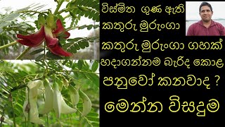 කතුරු මුරුංගා වගාව kathuru murunga wagawa kathurumurunga Hummingbird Cultivation sinhala murunga