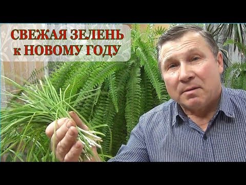 БЫСТРО ВЫРАСТИТЬ СВЕЖУЮ