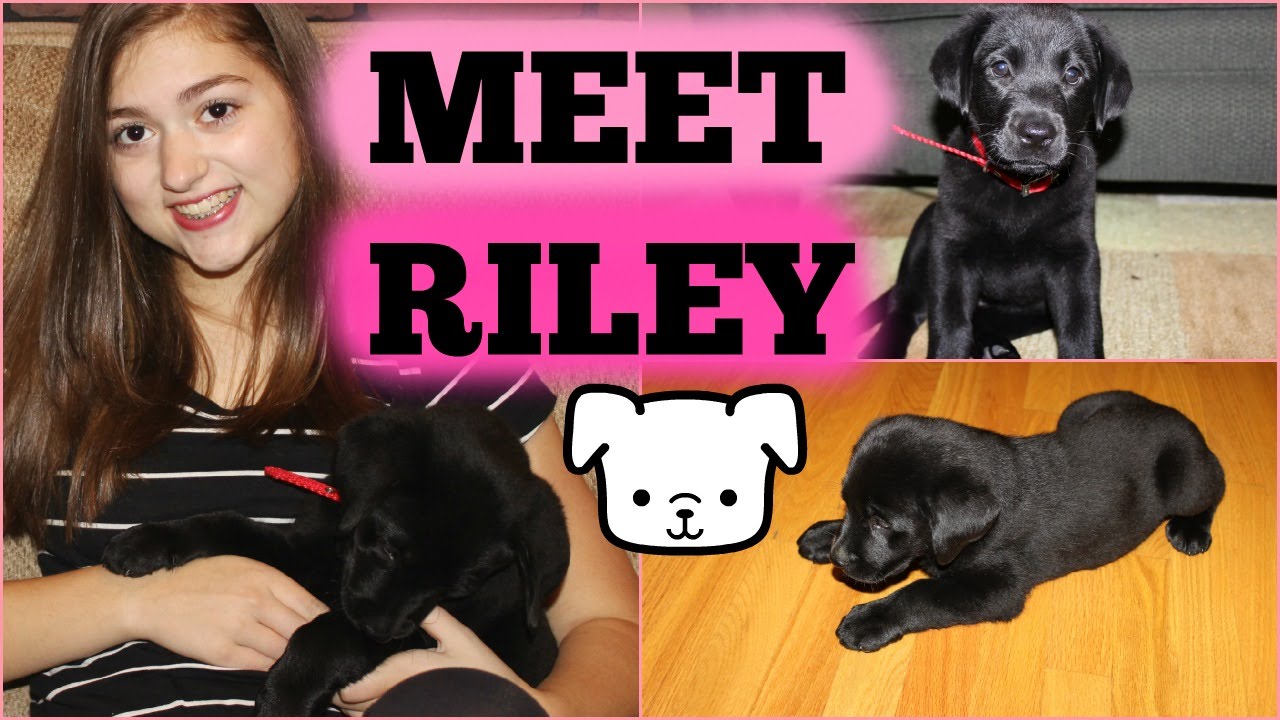 I GOT A PUPPY beautycon