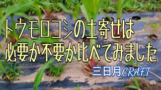 トウモロコシの土寄せは必要 Youtube トウモロコシの土寄せは必要 Youtube