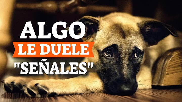 SEÑALES de que UN PERRO tiene DOLOR y qué HACER🐶👨‍⚕️