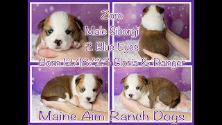 Check out this beautiful Siborgi puppy Zoro 3 weeks old by Maine Aim Ranch Dogs 103 views 3 months ago 1 minute, 6 seconds