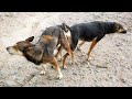 Dogs couple stucked while mating with each other. Troubled mating in Red retriever &amp; German shepherd