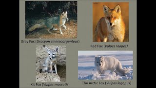 Furry Foxy Facts