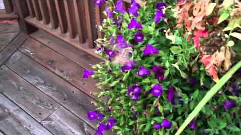Hummingbird Moth on my flowers