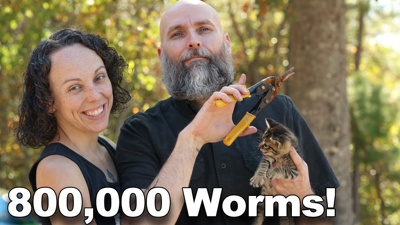 Are breeder mealworms, crickets and roaches viable off grid animal ...