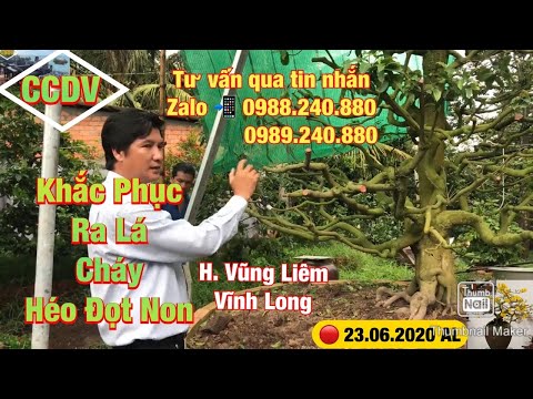 Video ???? CCDV # 089: Cây Mai Vàng Ra Lá Cháy Và Héo Đọt Non... - youtube