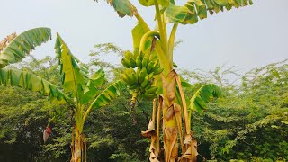 climate | weather forecast | direct weather