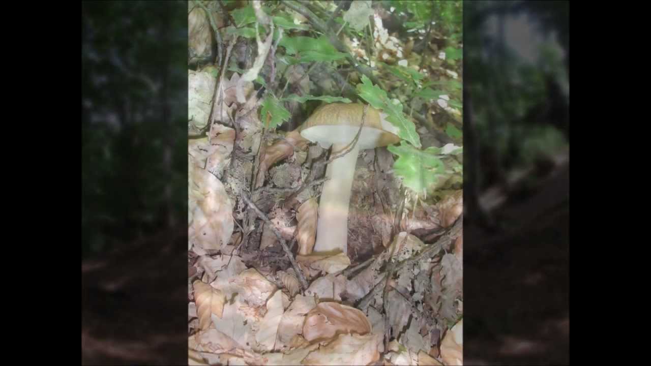 Porcini dell'Umbria YouTube