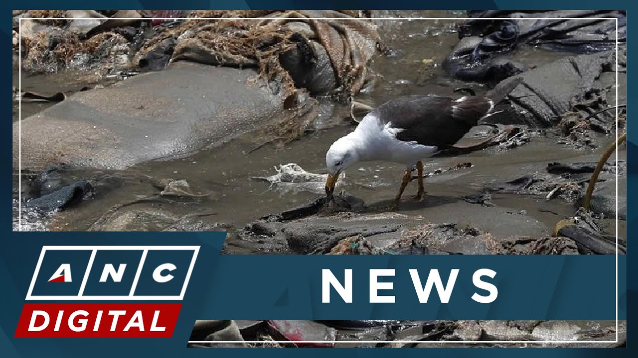 Cop15 reaches historic deal to protect nature | ANC - YouTube