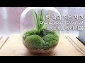 ORCHID MOSS TERRARIUM ㅣ유리병속 작은 자연  '오키드 모스 테라리움' 만들기ㅣ착생난초와 이끼의 조화로움ㅣGROW MOSS ㅣ 이끼 테라리움 ㅣ