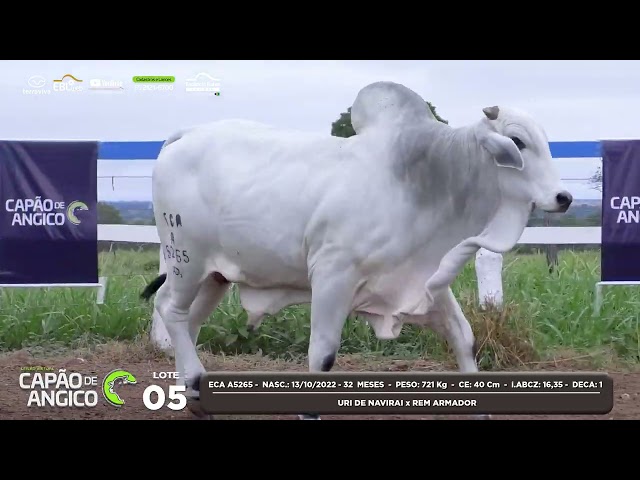LOTE 05 - LEILÃO VIRTUAL CAPÃO DE ANGICO