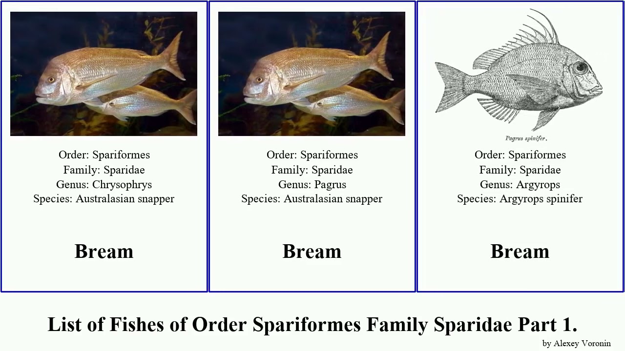 List of Fishes of Order Spariformes Family Sparidae Part 1. bream porgy dentex seabream wife Cape