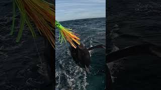 #pnw #fishing #albacore #tuna #ocean #workgrind