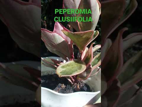 וִידֵאוֹ: Peperomia קהה-עלים (37 תמונות): טיפול בפפרומיה בבית, פריחה, רבייה ומחלות
