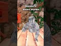 MONKEE#gorillatag #vr I NEED AA