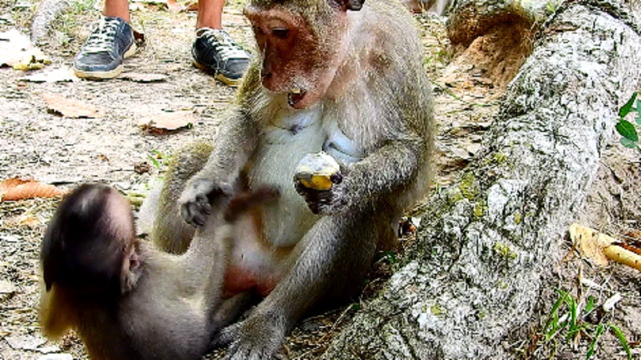 Barbi angry mum until Blacky fight, Baby hungry milk why mum not give, Mum fight baby why 602