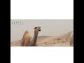 قصيدة عينت لي وضحا عطها الله الزين قصيدة عينت لي وضحا عطها الله الزين