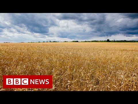 Russia accused of stealing about 600,000 tonnes of Ukraine's grain - BBC News