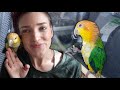 MY FIRST DAY WITH WIDGET THE WHITE BELLIED CAIQUE (So Much Progress!!)